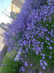 19070701.jpg